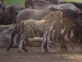 muitos cavalos e potros foto