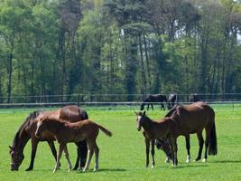 cavalos dentro Alemanha foto