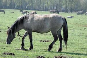 cavalos em um prado na Alemanha foto