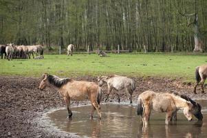 potros e cavalos dentro Alemanha foto