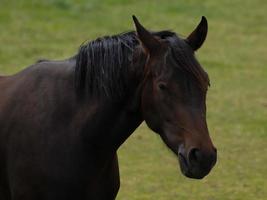 cavalos com potros foto