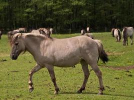 cavalos selvagens na Vestfália foto