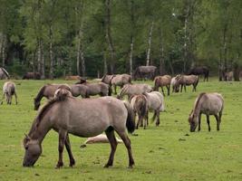 cavalos selvagens na Vestfália foto