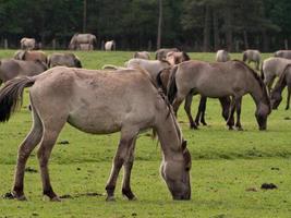 cavalos selvagens na Vestfália foto