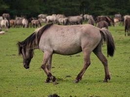 cavalos selvagens na Vestfália foto