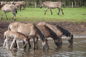 cavalos dentro a alemão Westfália foto