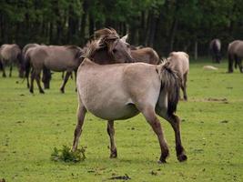 cavalos selvagens na Vestfália foto