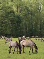 cavalos selvagens na Vestfália foto