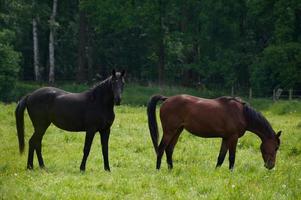 cavalos com potros foto