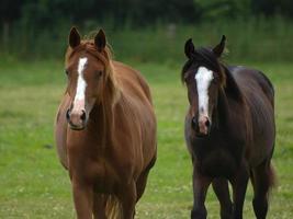 cavalos com potros foto