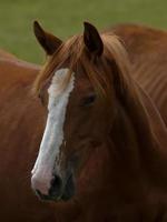 cavalos com potros foto