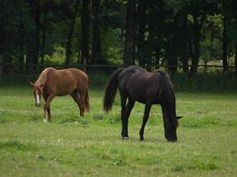 cavalos n Alemanha foto