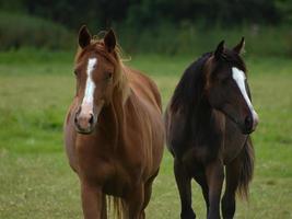 cavalos com potros foto