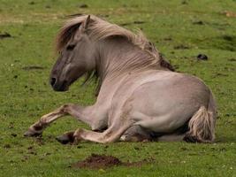 cavalos com potros foto