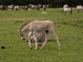 cavalos com potros foto