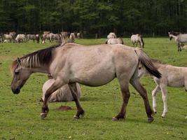 cavalos com potros foto