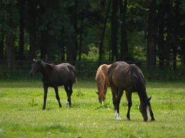 cavalos com potros foto