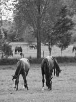 cavalos dentro Alemanha foto