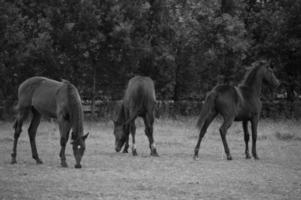 muitos cavalos dentro Alemanha foto