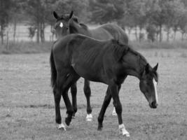 muitos cavalos dentro Alemanha foto