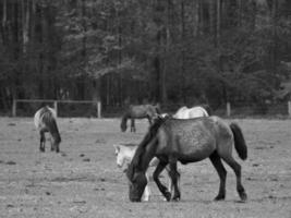 cavalos em uma alemão campo foto