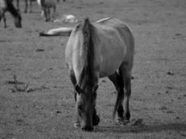 cavalos na Vestfália foto