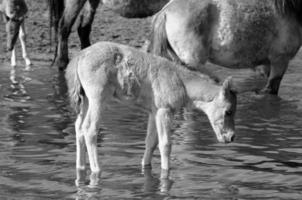 cavalos selvagens na alemanha foto