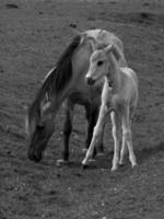 cavalos na Vestfália foto