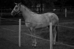 muitos cavalos dentro Alemanha foto