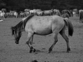 cavalos em uma alemão campo foto