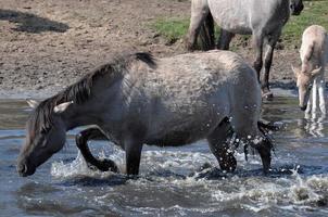 cavalos em uma campo dentro Alemanha foto