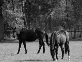 cavalos dentro Alemanha foto