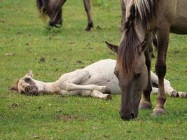 muitos cavalos e potros foto