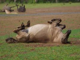 muitos cavalos e potros foto