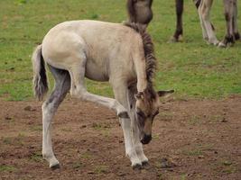 cavalos e potros na alemanha foto