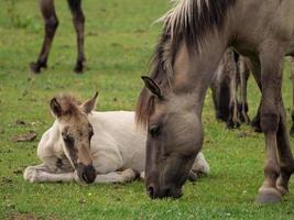 muitos cavalos e potros foto