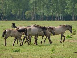 selvagem alemão cavalos foto