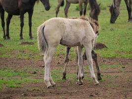 selvagem alemão cavalos foto