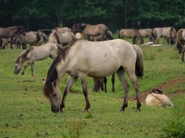 muitos cavalos e potros foto