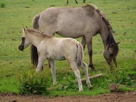 muitos cavalos e potros foto