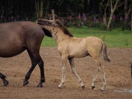 cavalos e potros na alemanha foto