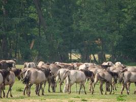 muitos cavalos e potros foto