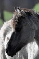 cavalos e potros na alemanha foto