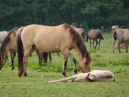 muitos cavalos e potros foto