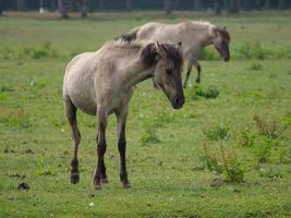 muitos cavalos e potros foto