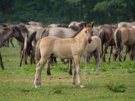 muitos cavalos e potros foto