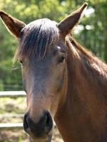 muitos cavalos dentro Alemanha foto