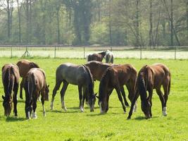 muitos cavalos dentro Alemanha foto