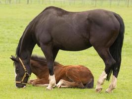 potros e cavalos dentro Alemanha foto