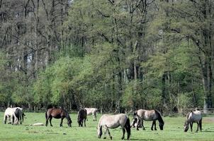 cavalos dentro a alemão Munsterland foto